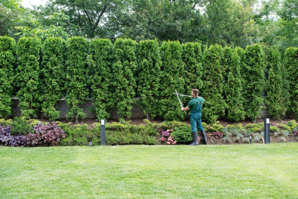 Best Tree and Shrub Care  in Pandora, OH